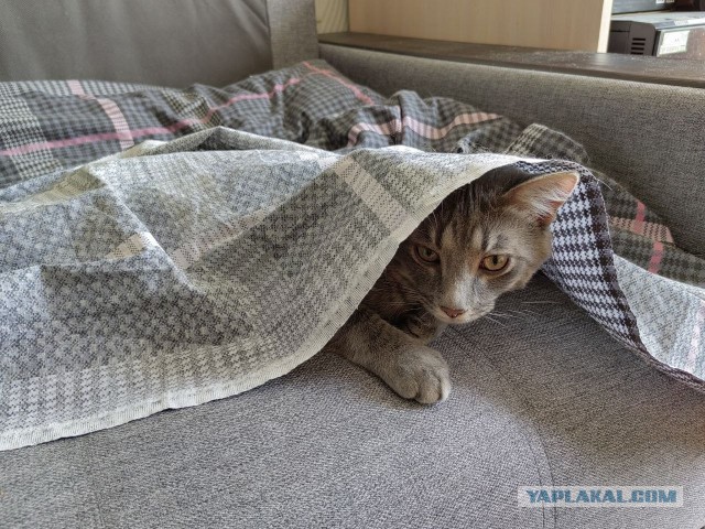У меня самый красивый кот на свете!