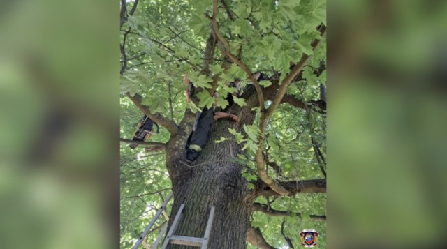Не котик