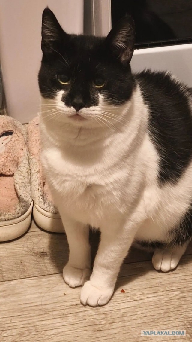 Продолжаем котовторник