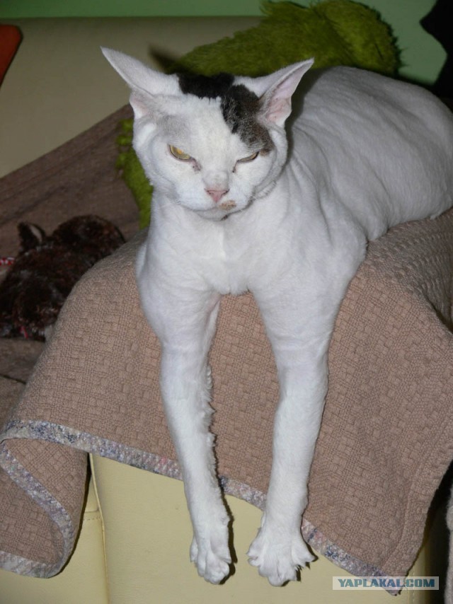 Котовторник   27.08.2013