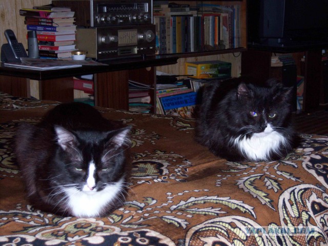 Котовторник 01.04.2014