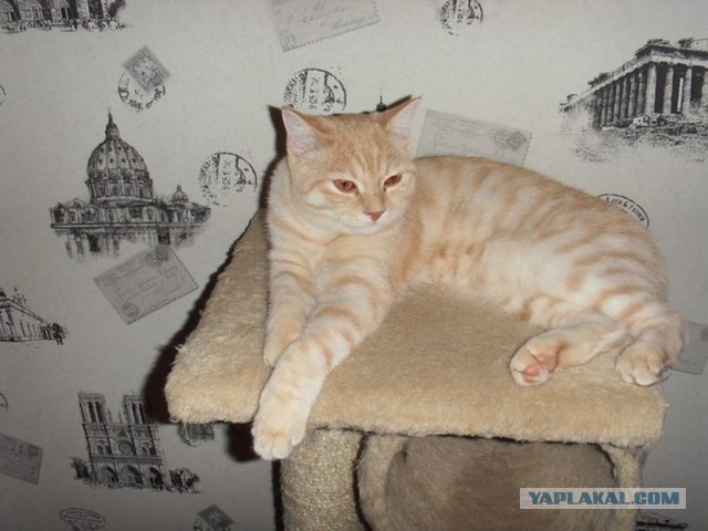 Котовторник 6.05.2014