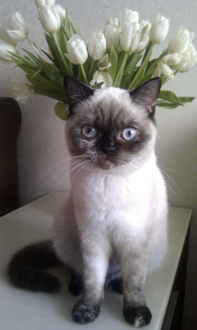 Котёнок по имени Гав