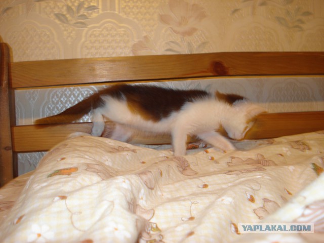 Кот - новый питомец