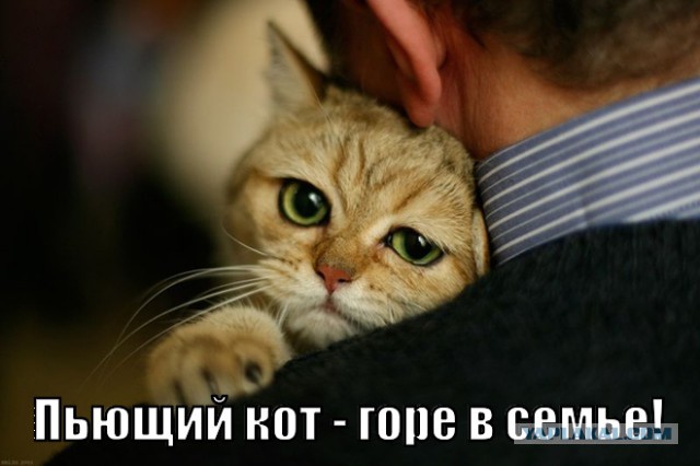Продукты с вашего стола,опасные для здоровья кошки