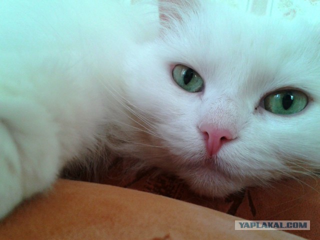 Котовторник 02.09.2014