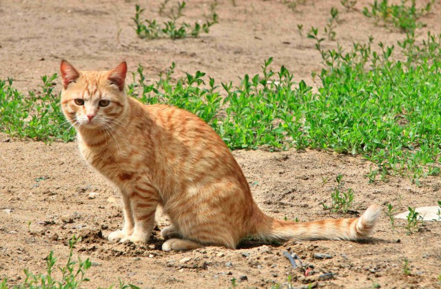 Котовторник 02.09.2014