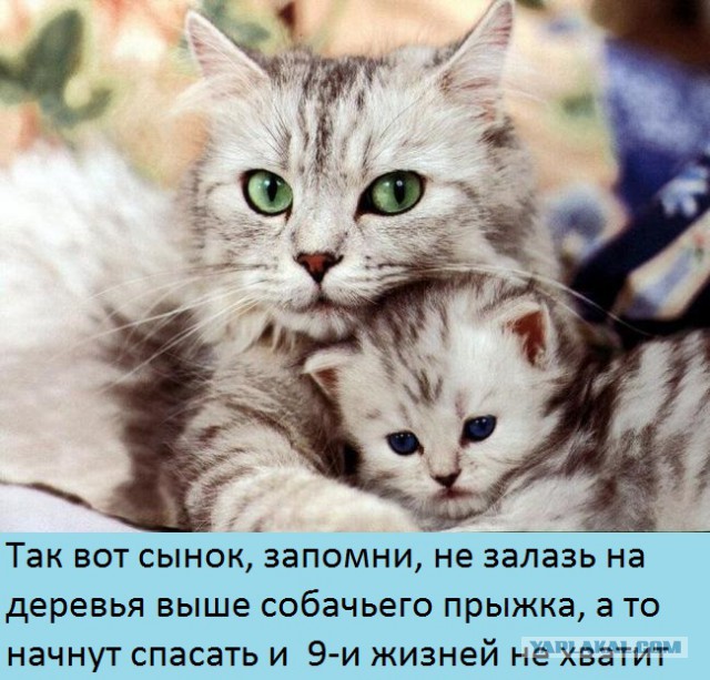 Кот у психолога