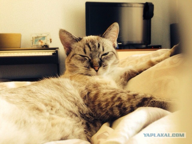 Котовторник 16.12.2014