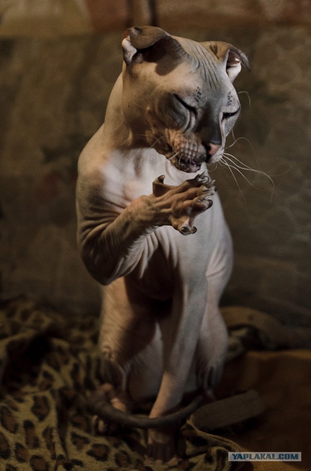 Котовторник