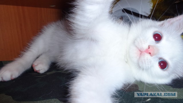 О кошачьих кличках.