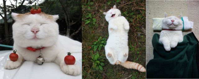 12 самых популярных котов интернета