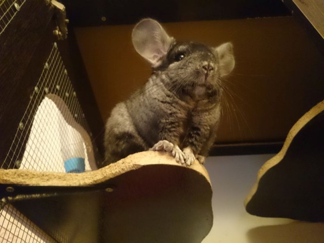 Не берите шиншилл