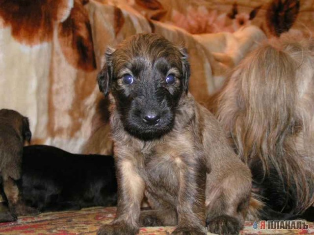 УЛЫБНИСЬ! Животное ассорти
