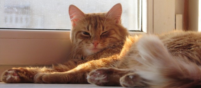 Выборка фотогеничных котэнов
