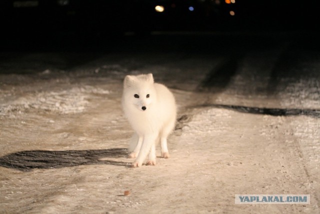 Наглая, рыжая морда.