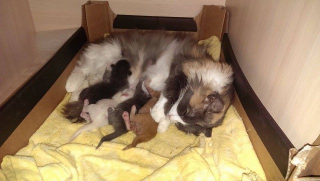 19 шикарных кошек, которые стоят целое состояние