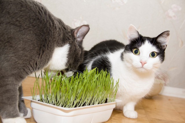 Коты и Кошки