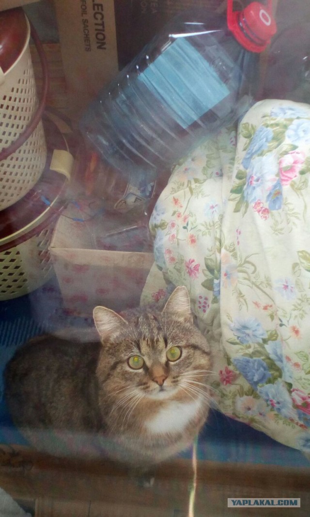 Котовторник 14.03.2017