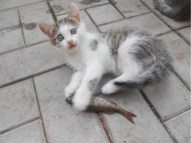 Коты и Кошки