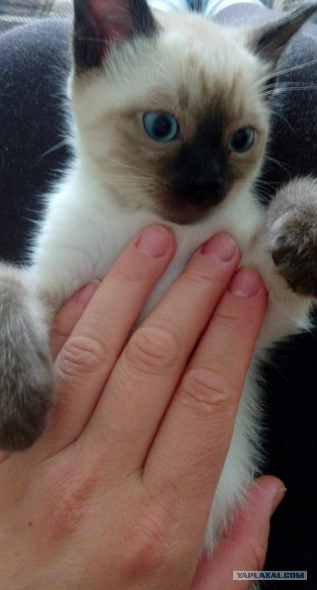 Котовторник 2.05.2017