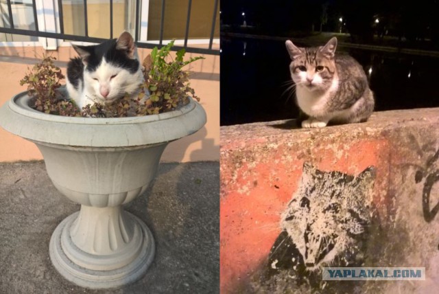 20 потрясающих котов, которые сломали систему