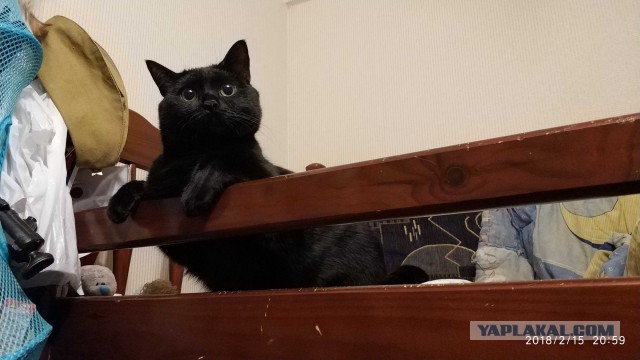 Какими звуками подзывают кошек в странах мира?