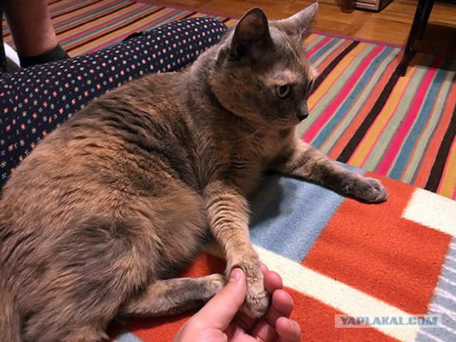 Котовторник 20.03.2018