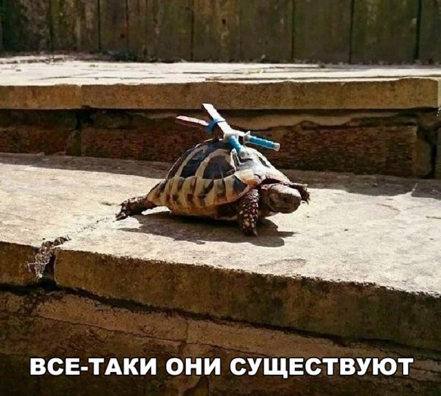 Прикольные картинки обо всём