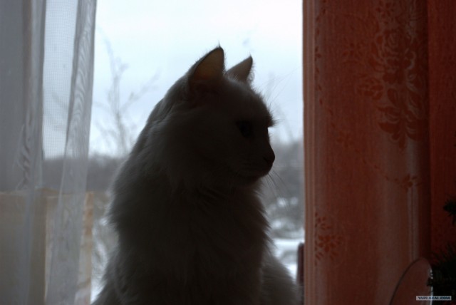 Котовторник стартует