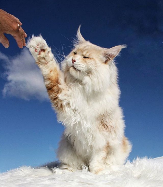 Прикольных котов пост