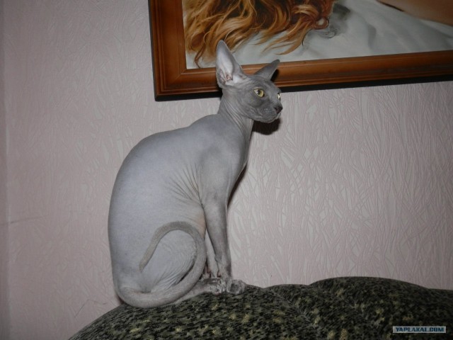 Котовторник 24.04.2012