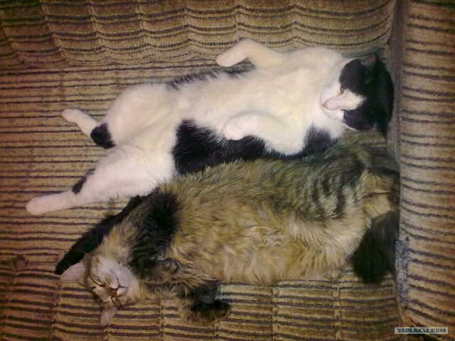 Котовторник (15.05.2012)