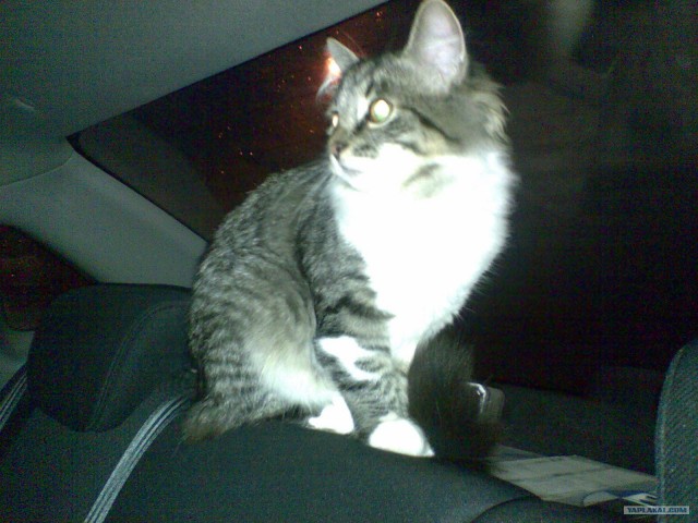 Котовторник 31.07.2012 г.