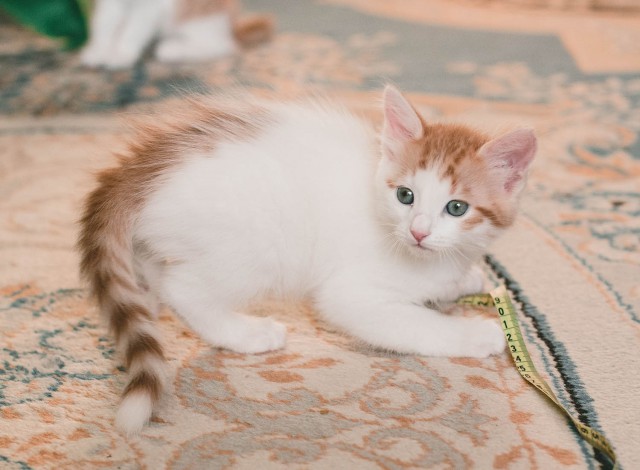 Прикольных котов пост
