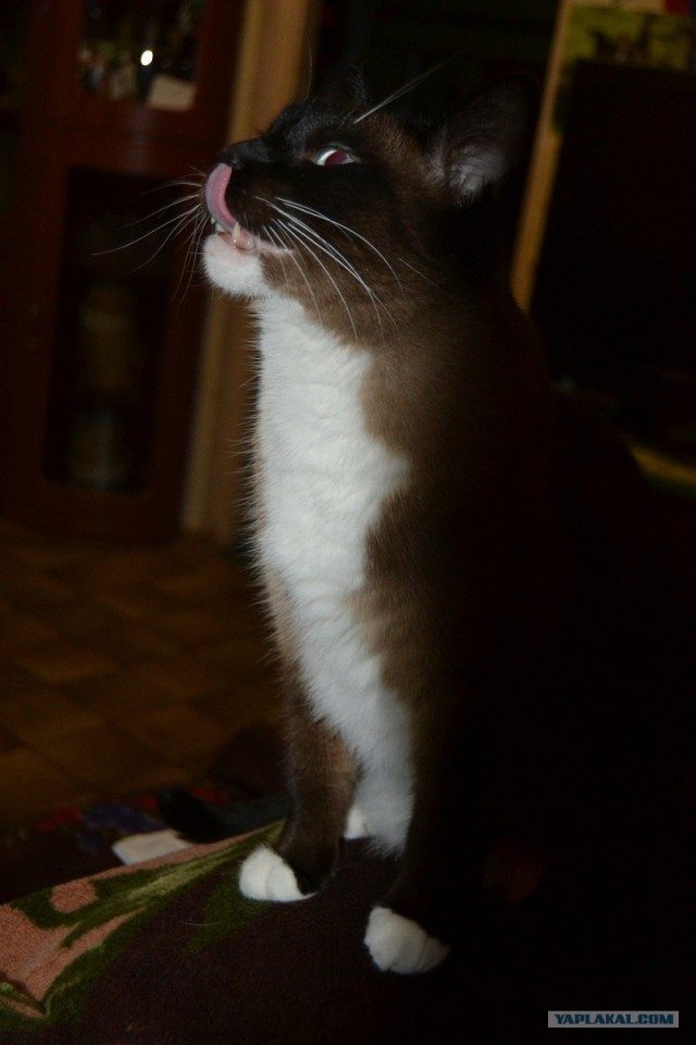 Котовторник  14.08.2012.