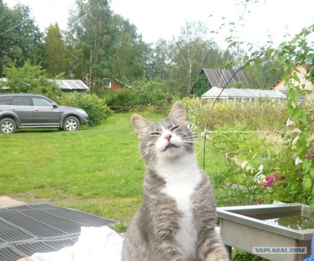 Котовторник  28.08.12