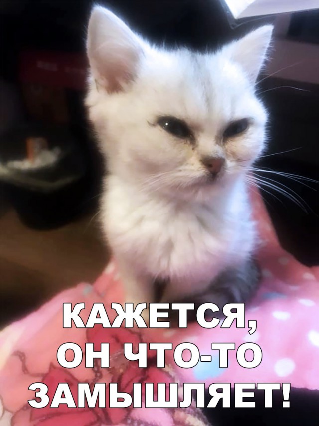 Забавные фото котеек