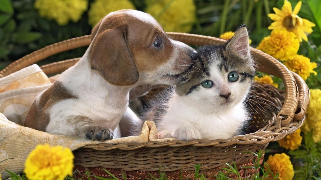 Уже не котовторник, но еще и не собакочетверг
