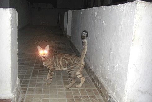 Фотожаба: Кот отакует!