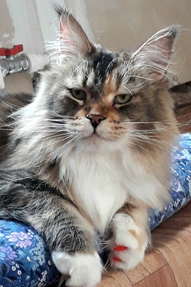 Ну, с котовторником!