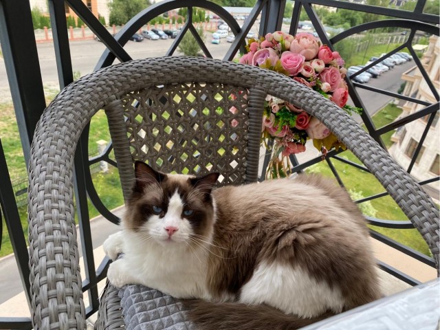 Котовторник 14.07.2020