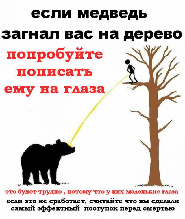Что делать, если вы встретили медведя
