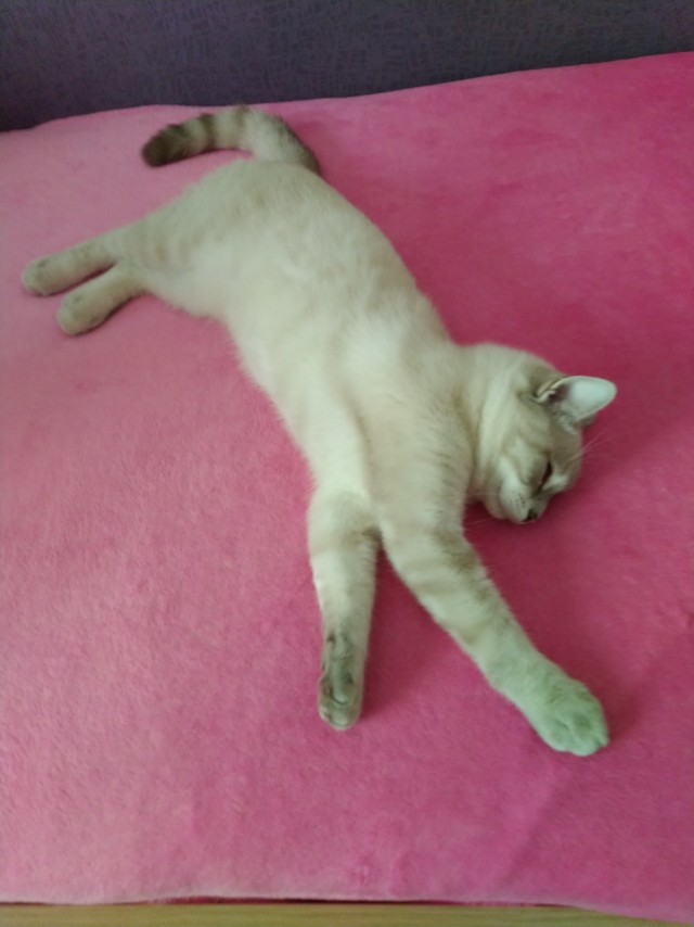 Котовторник же...