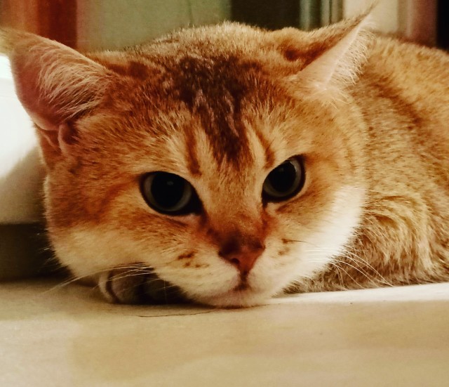 Картинки с котами и про котов