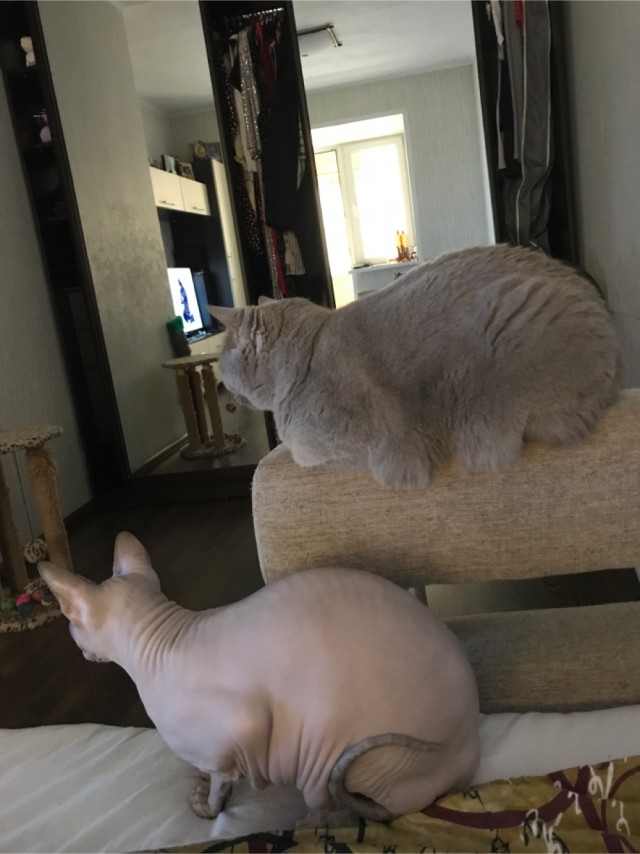 Котовторник же!
