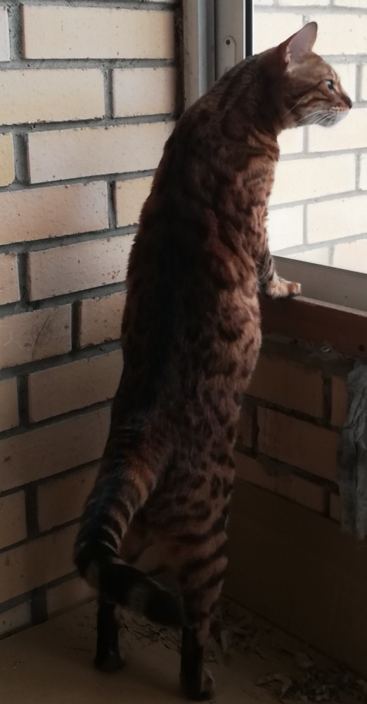 Какое имя дать коту?