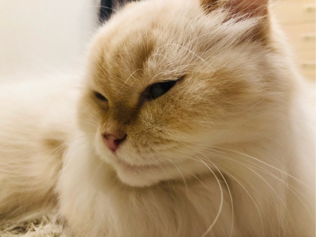 Котовторник же уже наступил?