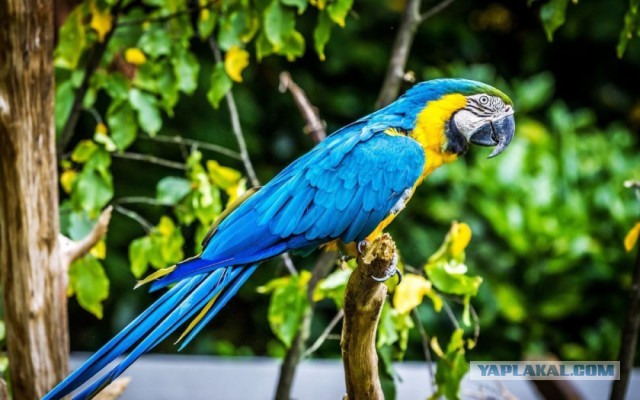 Украинский флаг в детской комнате