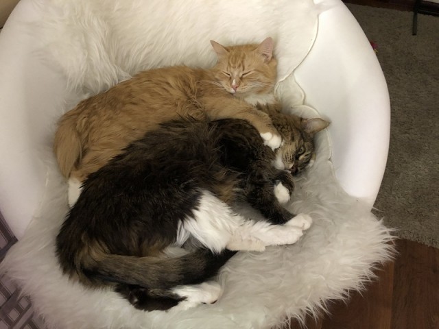 Александра к котовторнику!